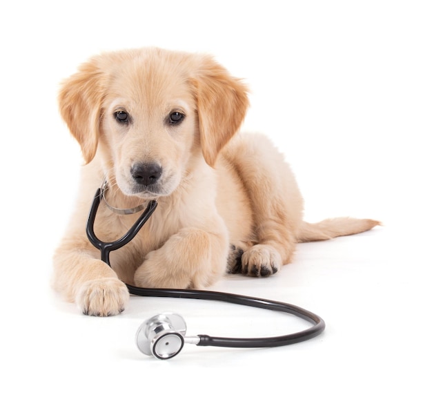 Giovane golden retriever veterinario con lo stetoscopio