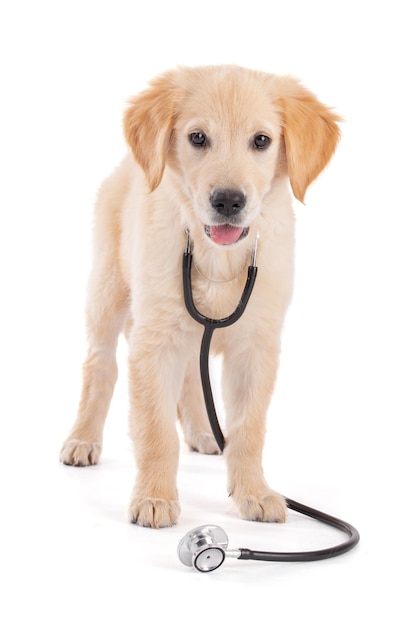 Young veterinary Golden Retriever