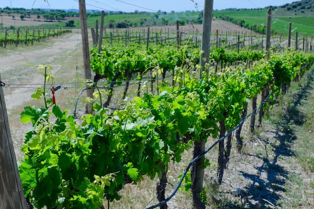 Foto giovani vitigni vibranti nella regione vinicola di somontano aragona spagna