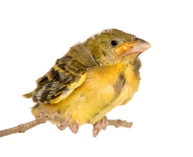 Young Village Weaver isolated