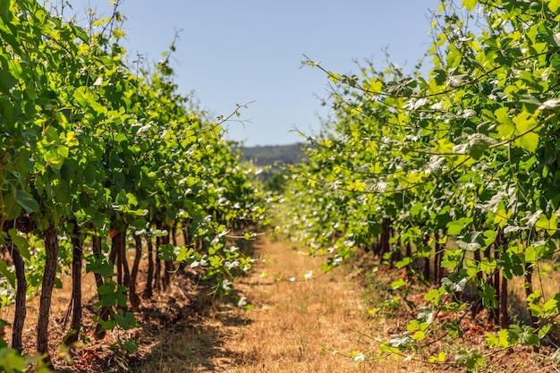 young vines of low grape bushes grow on gravel yellow Provencal soil reach for sun Vaucluse