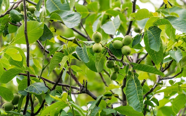 Young wallnuts on the tree Green leafs on the tree with nuts