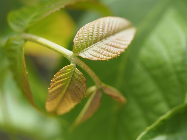 young walnut leaves in the summer sun