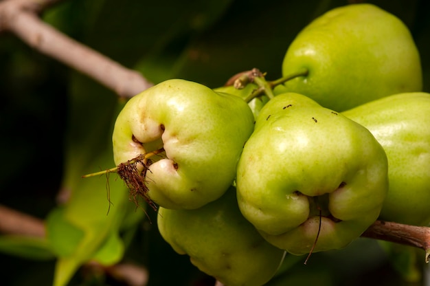 Young water apples fruits (Syzygium aqueum) on its tree, known as rose apples or watery rose apples