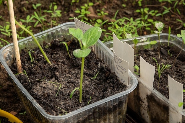 Photo young watermelon seedlings growing on the vegetable bed