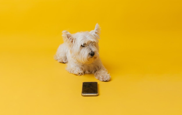 Giovane west highland white terrier su sfondo giallo west highland white terrier in studio guardando il telefono