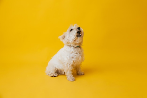 Young west highland white terrier on yellow background west highland white terrier in studio