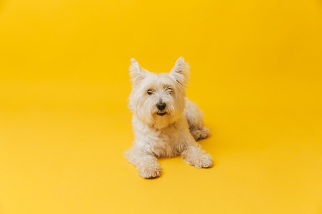 Young west highland white terrier on yellow background west highland white terrier in studio