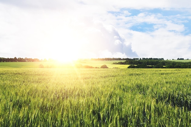 Giovane paesaggio del campo di grano con luce solare calda