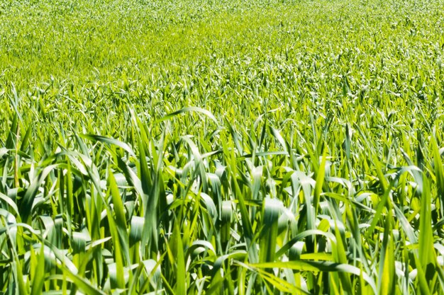 Young wheat field