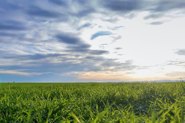 Young Wheat, Green Wheat Seedlings growing in a field 