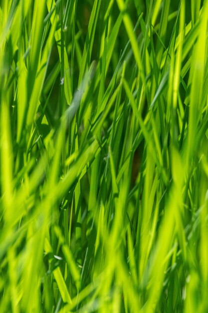 Young Wheat, Green Wheat Seedlings growing in a field 