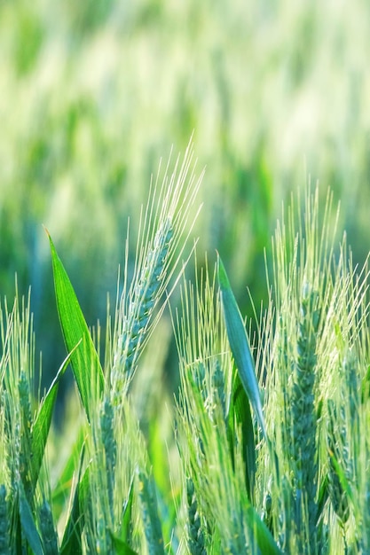 Young Wheat, Green Wheat Seedlings growing in a field 