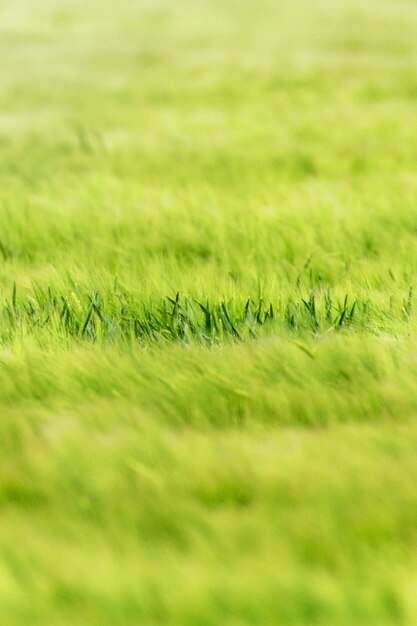 Foto grano giovane piantine di grano verde che crescono in un campo