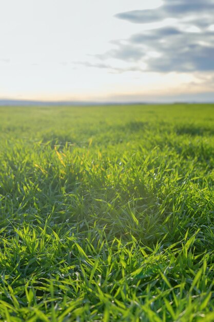 Young Wheat Green Wheat Zaailingen groeien in een veld