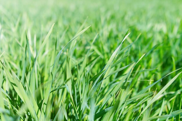 Young Wheat Growing in the Field closeup view