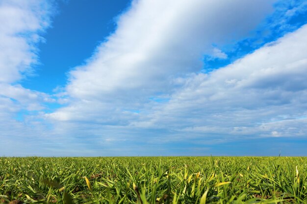 Photo young wheat growing in a soil