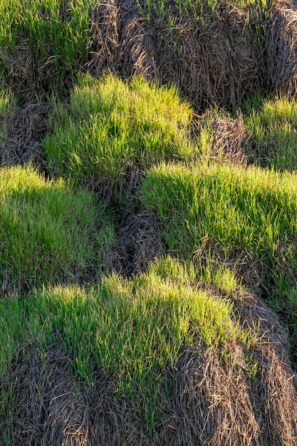 Foto frumento giovane che cresce sul territorio di un campo agricolo