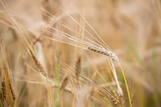 Young wheat grows on the field.