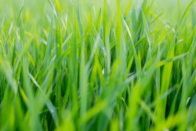 若い小麦植物が畑で育っています。