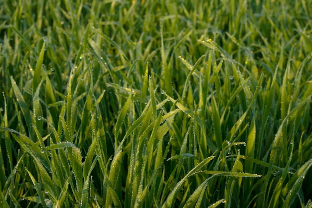 Молодые растения пшеницы растут на почве. Удивительно красивые бескрайние поля зеленого растения пшеницы.