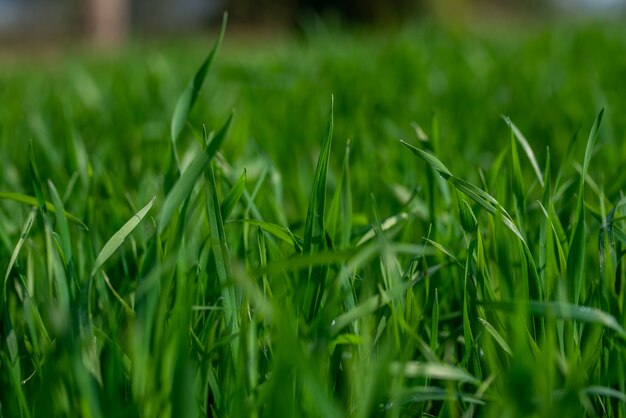 young wheat plants growing in the fields 