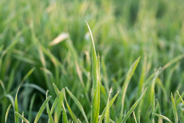 Молодые растения пшеницы, растущие на почве Удивительно красивые бескрайние поля пшеницы.