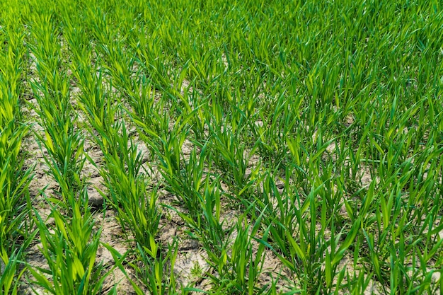 Young wheat seedlings grow in the field Agriculture cereal farming wheat and barley production