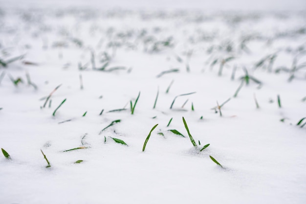 Young wheat seedlings grow in the field in the winter season