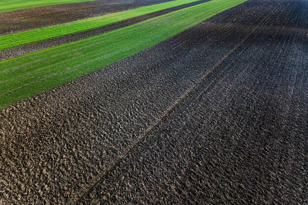 Young wheat seedlings growing in a field aerial view