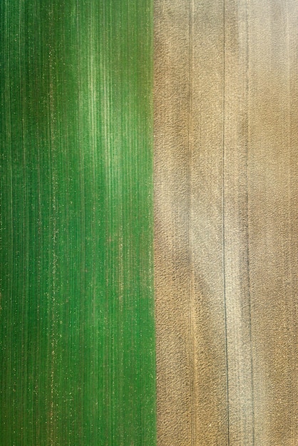 Young Wheat seedlings growing in a field Aerial view.