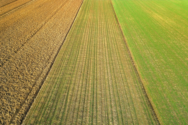 Young Wheat seedlings growing in a field Aerial view.