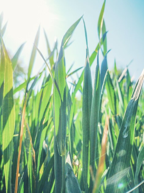 Young Wheat Seedlings Growing in a Field Close up