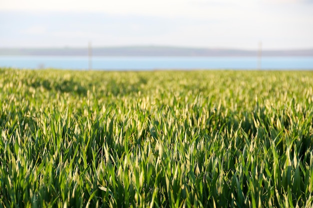 Young wheat seedlings growing in a field Green wheat growing in soil