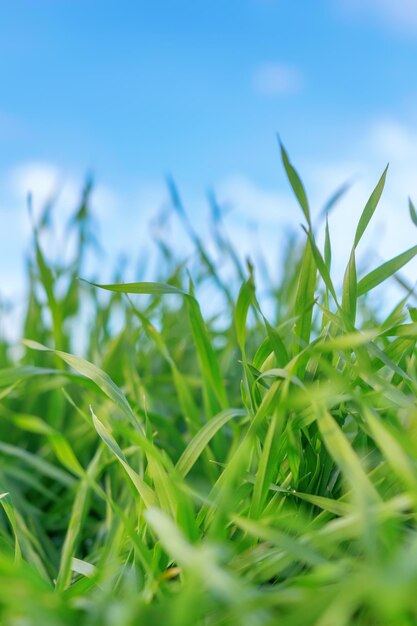 Photo young wheat seedlings growing in a field. green wheat seedlings growing in soil.