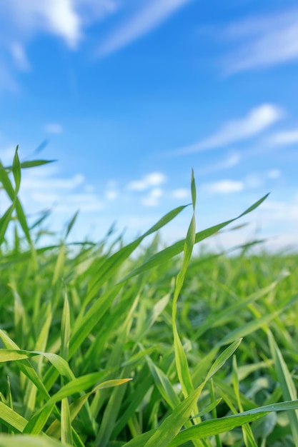 Young Wheat Seedlings Growing in a Field Green Wheat Seedlings