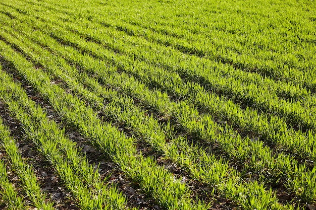 Young wheat seedlings growing on a field in spring