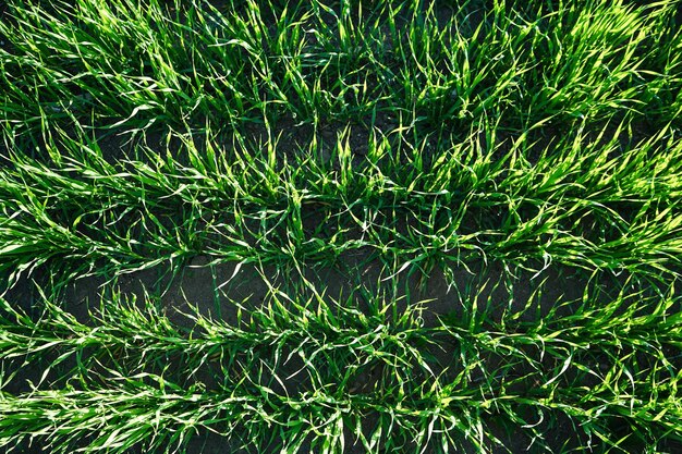 Young wheat seedlings growing in a field Top view