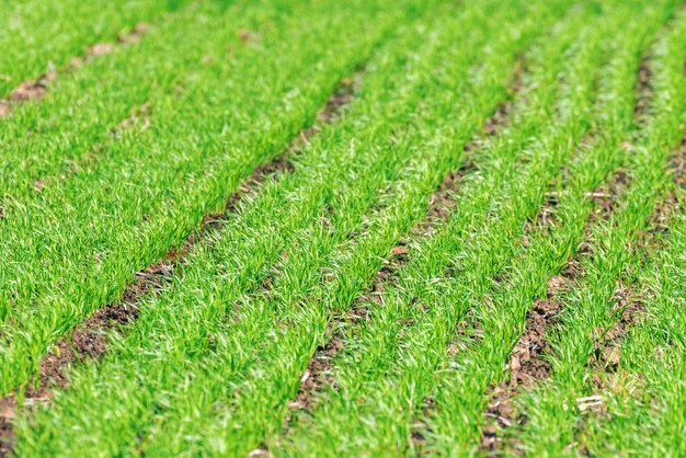 Young Wheat Seedlings growing in a Field