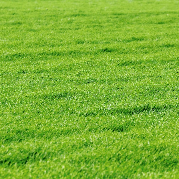 Young Wheat Seedlings growing in a Field