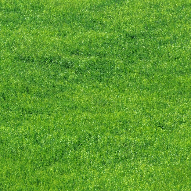 Young Wheat Seedlings Growing in a Field