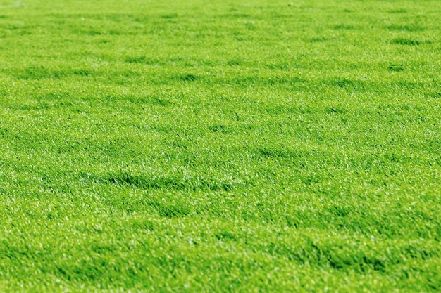 Young Wheat Seedlings growing in a Field