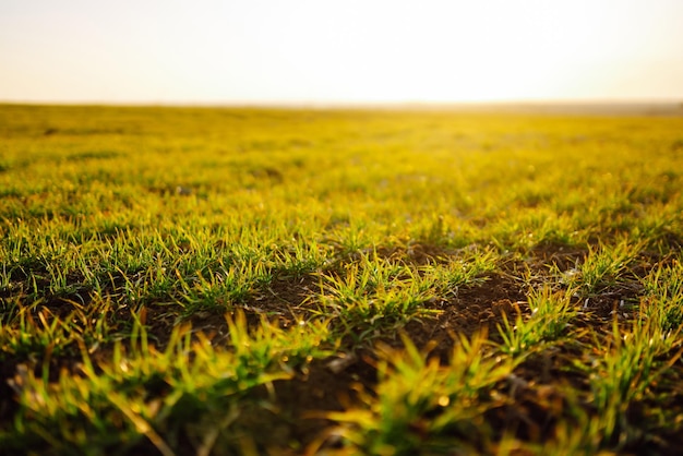 Young wheat sprouts at sunset Organic green wheat in the field Agro business