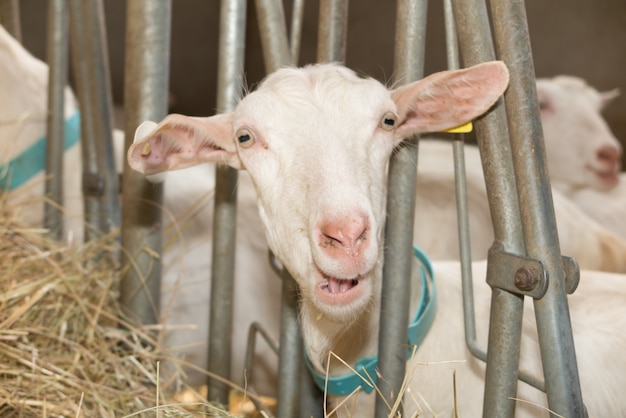 Young white goat eating on a farm