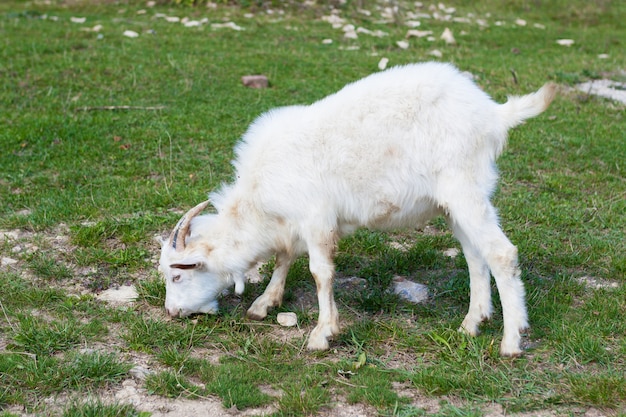 A young white goat eats grass