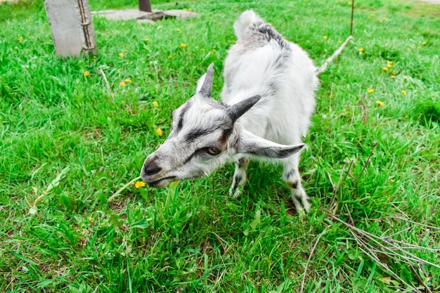 Photo a young white goat grazes on green grass goat chews a dandelion