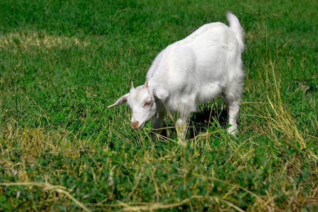 Una giovane capra bianca pascola in un prato verde e mangia erba.