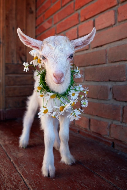 Young white goat, portrait on dark background..