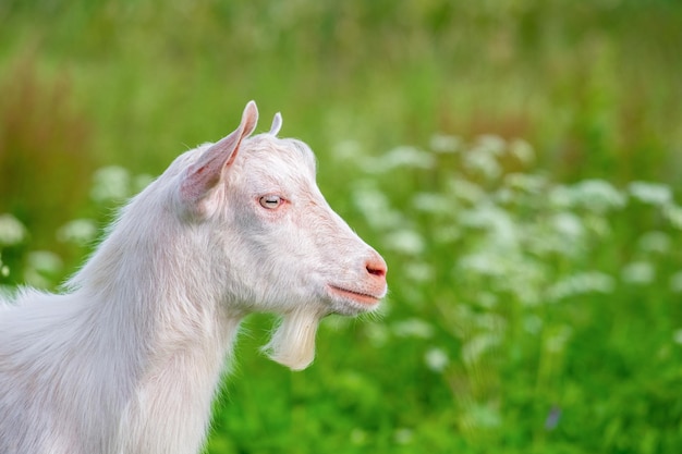 A young white goat Profile view Livestock