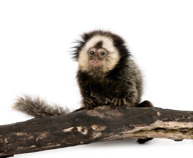 Photo young white-headed marmoset on piece of wood, callithrix geoffroyi isolated